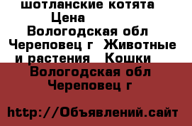 шотланские котята › Цена ­ 7 000 - Вологодская обл., Череповец г. Животные и растения » Кошки   . Вологодская обл.,Череповец г.